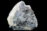 Ammonite (Promicroceras) Cluster - Somerset, England #86236-1